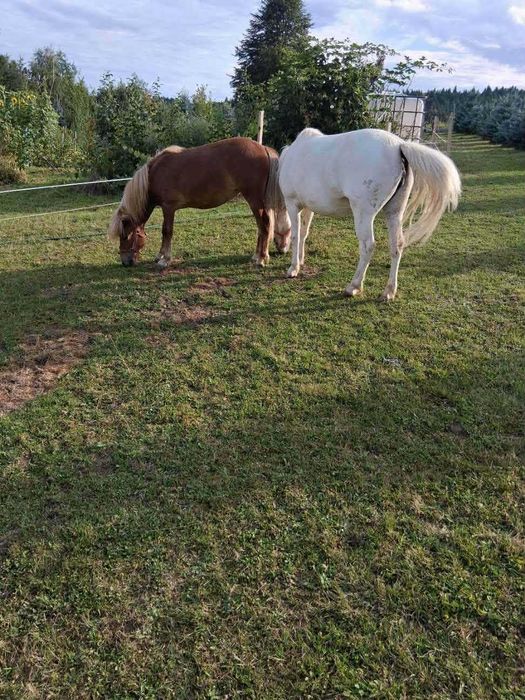 Sprzedam klacz rasy kuc, kucyk.