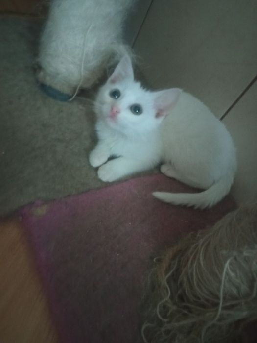 Кошеня. Кіт. Киця.