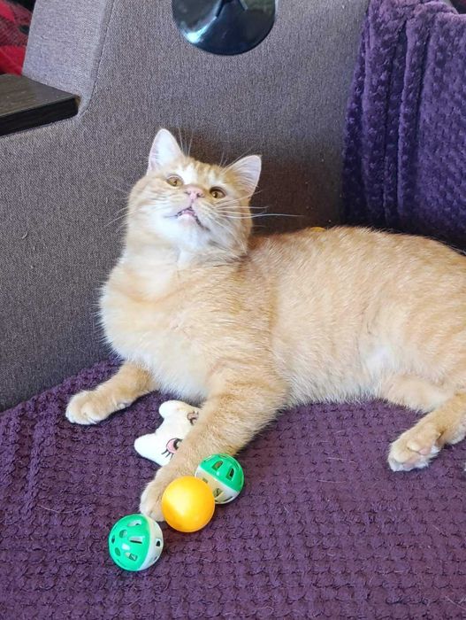 Лагідний молодий рудий котик на щастя)