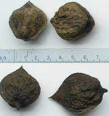 Азиміна Сіянці Насіння продам обміняю