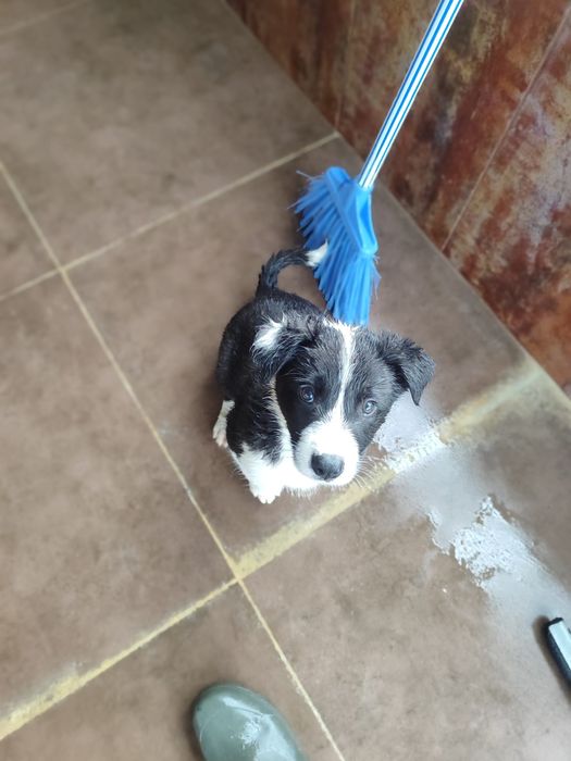 Nesquick e Chocapic - Border Collie, 2 meses