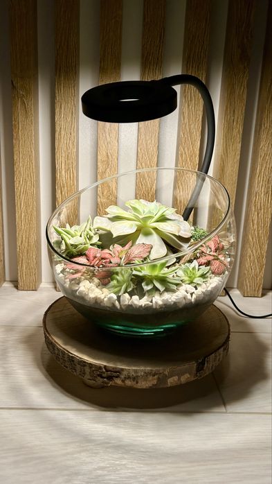 Podświetlona kompozycja żywych roślin