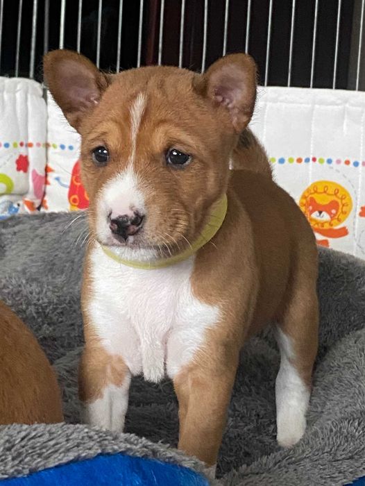 Basenji suczka szczenię legalna hodowla ZKwP