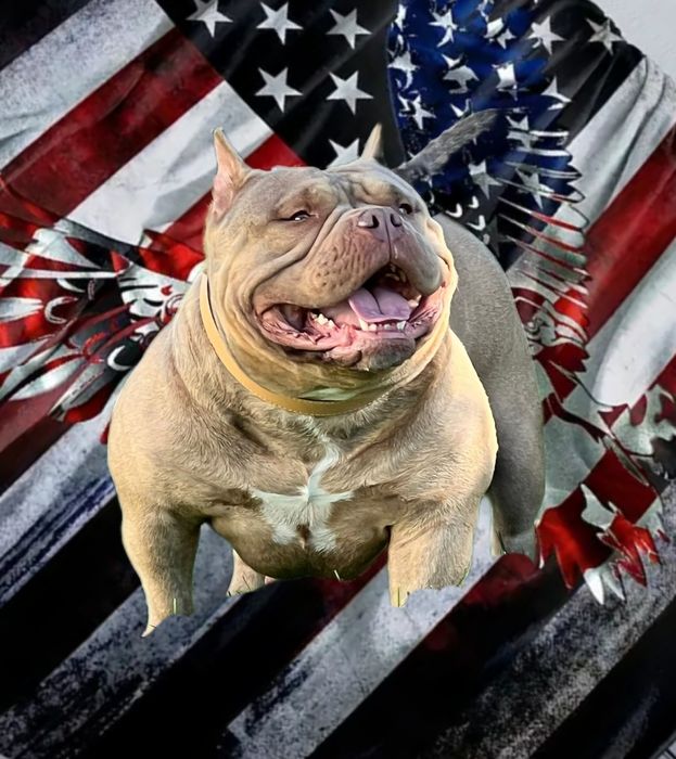 American Bully Pocket  ABKC suczka