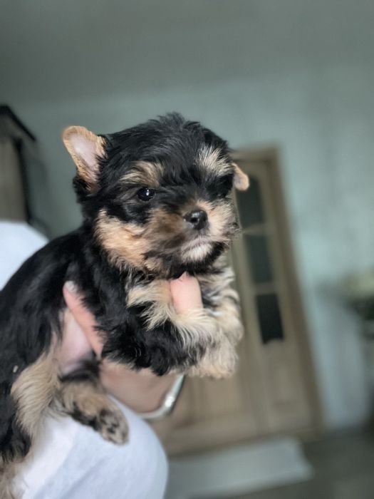 Йорки!  мальчики! Девочки! Мини!