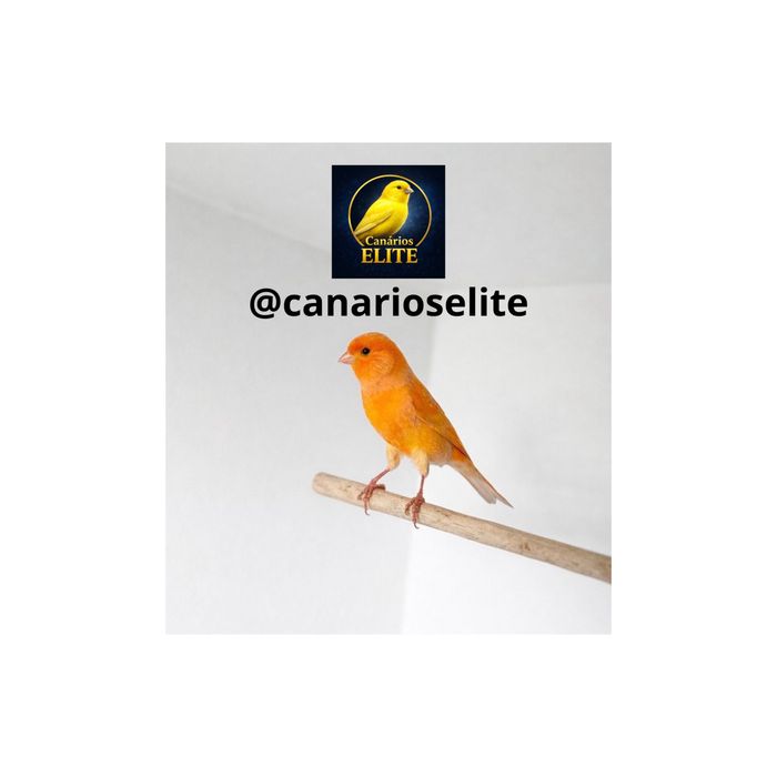 Canário macho cantor  — saudável e ativo