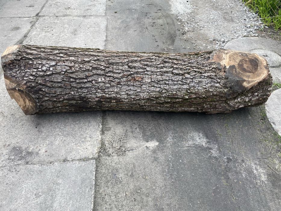 2 Kłody ORZECHA WŁOSKIEGO – ok. 230cm i 170cm – Krotoszyn