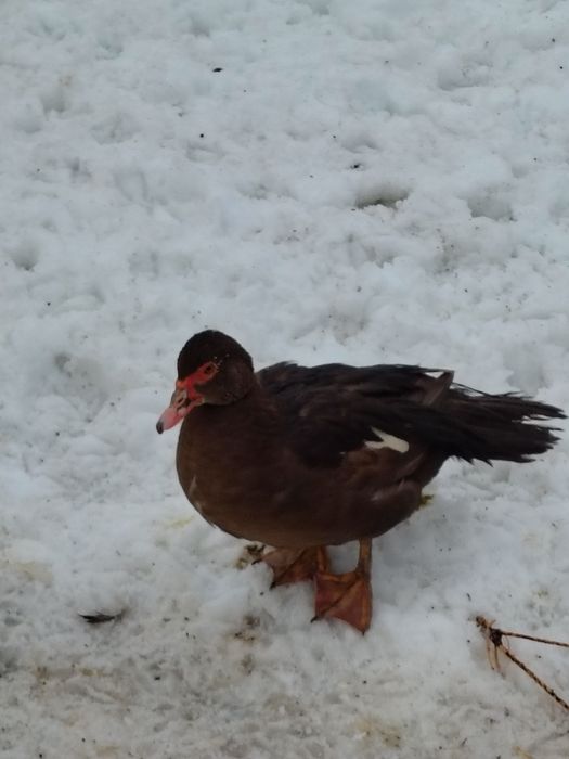 Білі важкі качки..