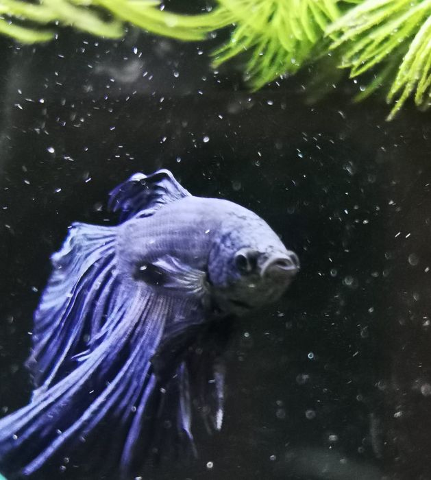 Rybki do akwarium - Bojownik Blue Niebieski