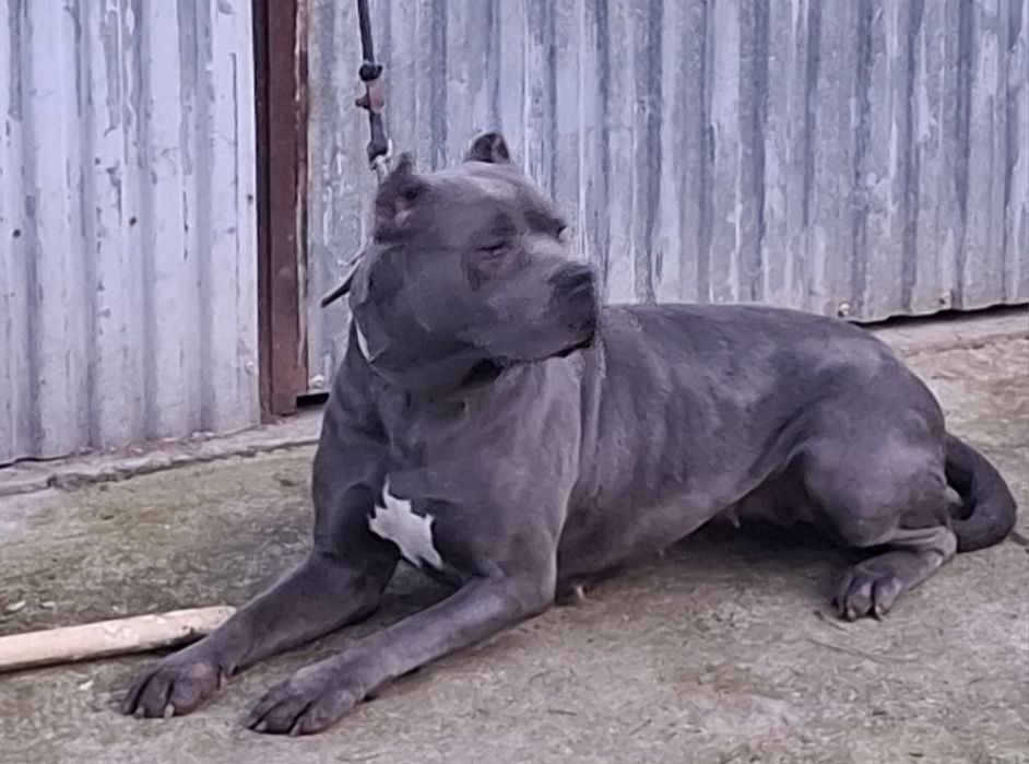 Cane corso-suczka
