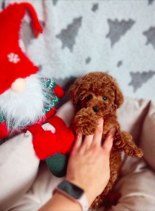 Шикарний малиш той пудель.гарні кудрі