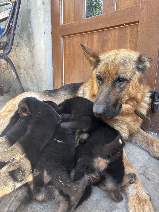 Цуценя німецької овчарки