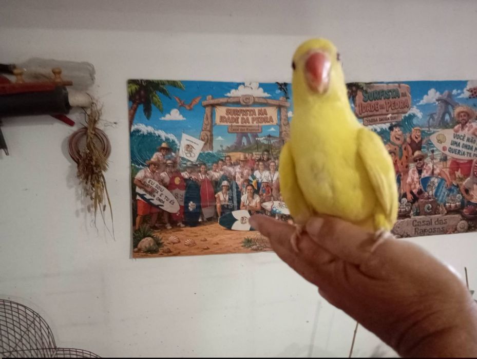 Aves disponíveis, roseicollis, periquitos de várias mutações, caturras, periquitos ingleses,rolas diamante, mandarins, aves criadas à mão, caturras.