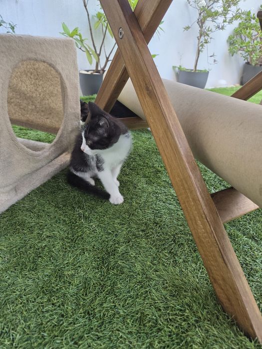 Gatinho para adoção