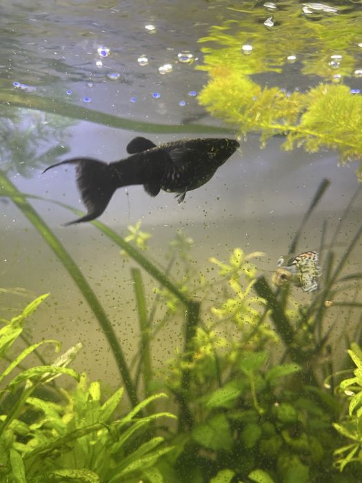 Vendo peixes plantas etc