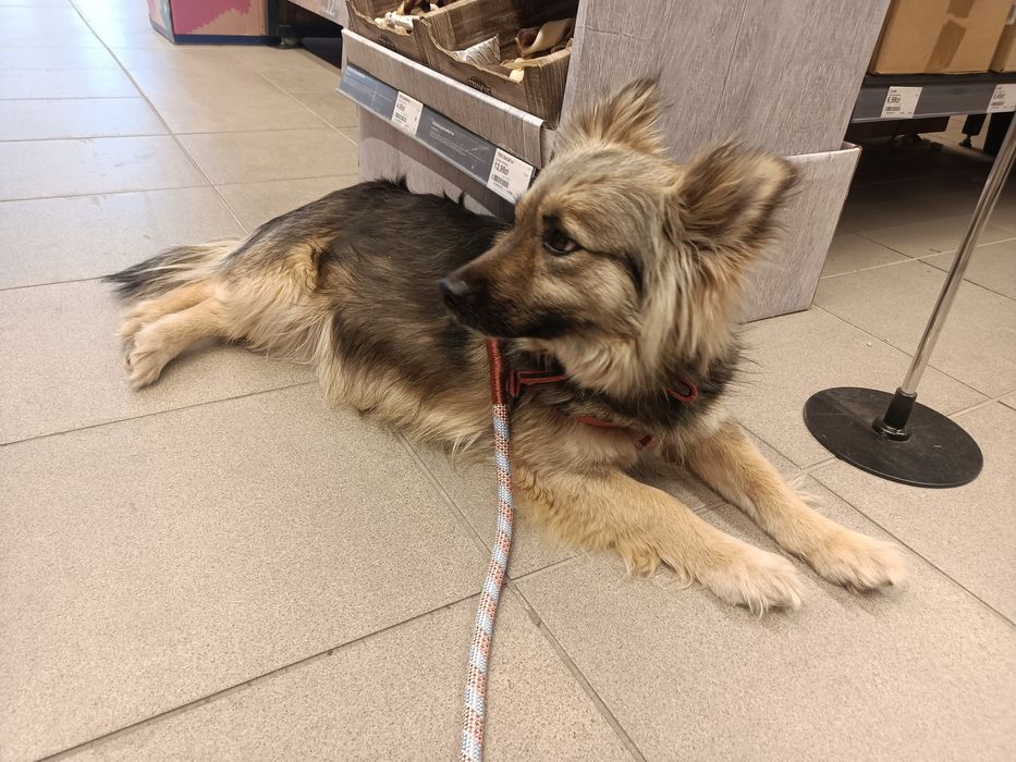 Piękna suczka szuka domu
