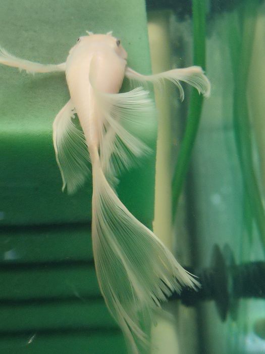 Ancistrus L-144 Snow White