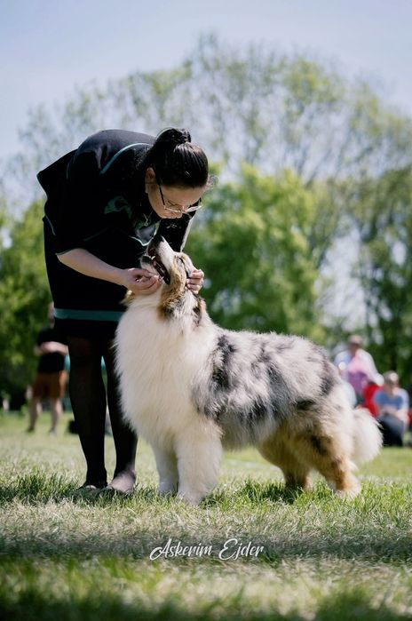 Plany hodowlane na jesień owczarek australijski Silva Sorelle ZKwP