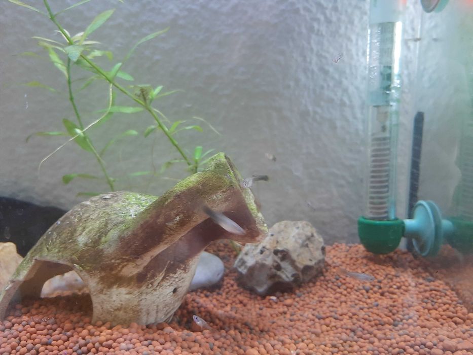 guppys bebés amarelo florescente