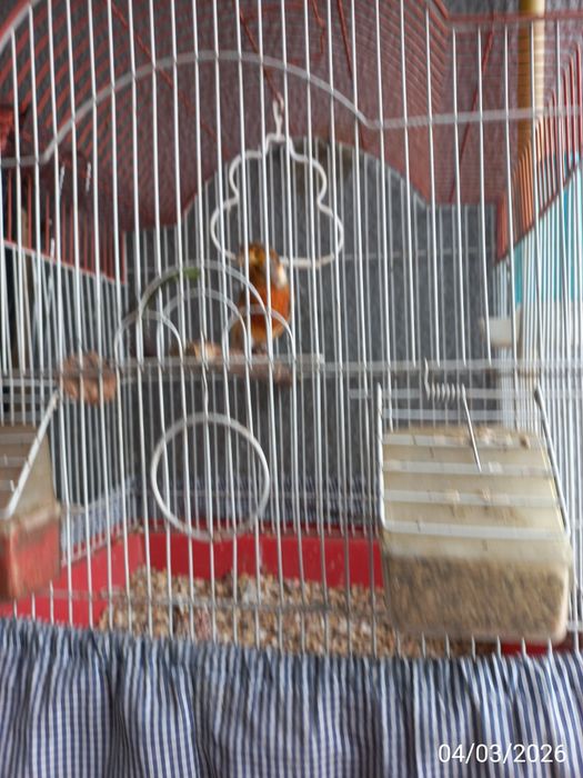 Canário arlequim mais gaiola M. 2025