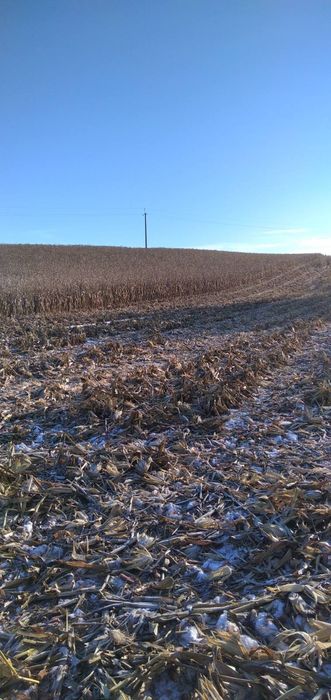 Продам кукурудзу з поля