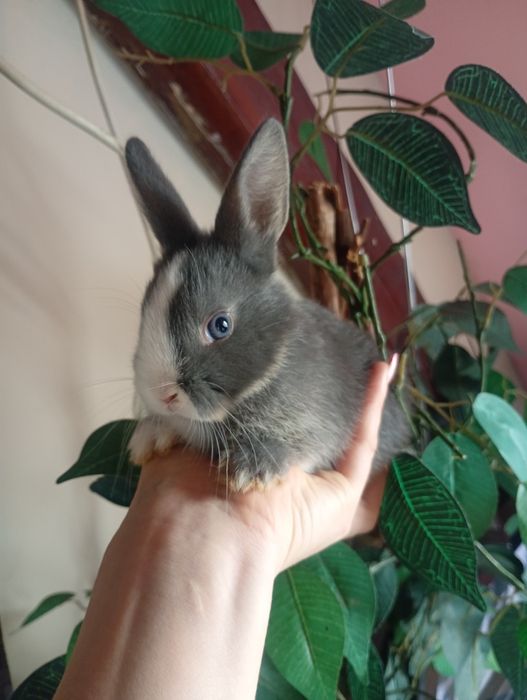 Piękny Królik miniaturka
