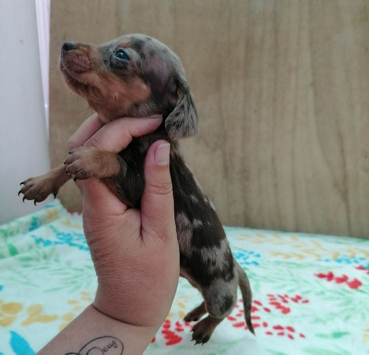 Macho Tekel  miniatura