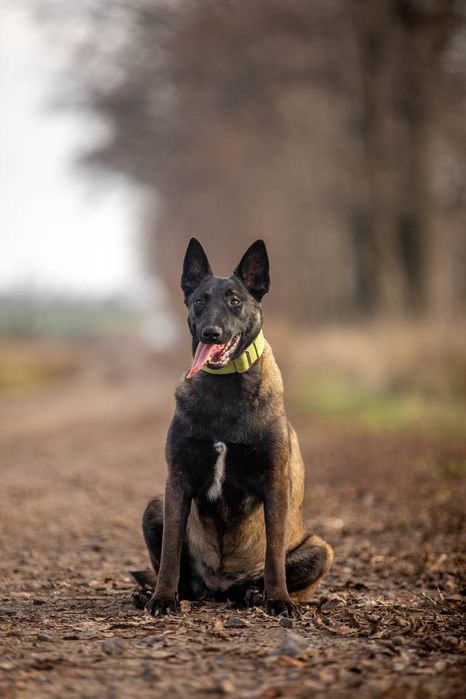 Бельгийская овчарка Малинуа