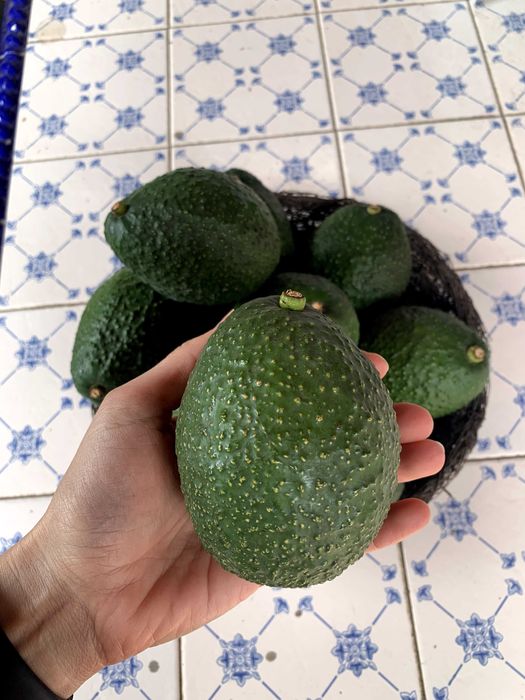 Abacates de horta particular