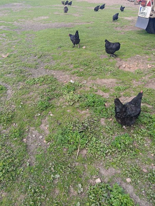 Dark shell, marans jajka lęgowe.