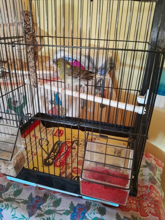 Gaiola Com Canário Macho