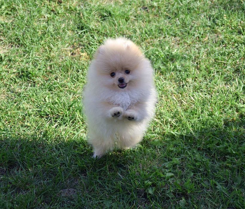 Wika - suczka Pomeranian szuka nowego domu