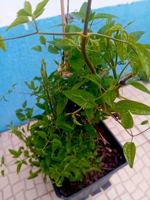 Trepadeira Clematis roxa