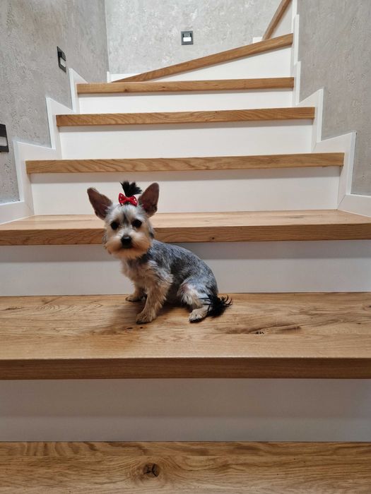 Yorkshire Terrier Śliczna Dziewczynka szuka kochającej rodzinki:)