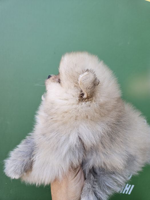 Шпіцики малеча медвежата