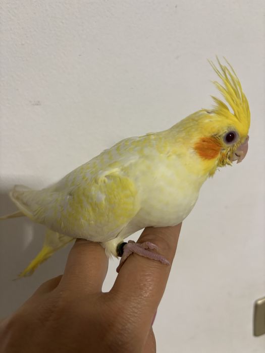 Caturra domesticada
