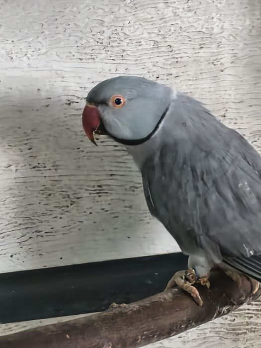 Alleksandretty obrozne