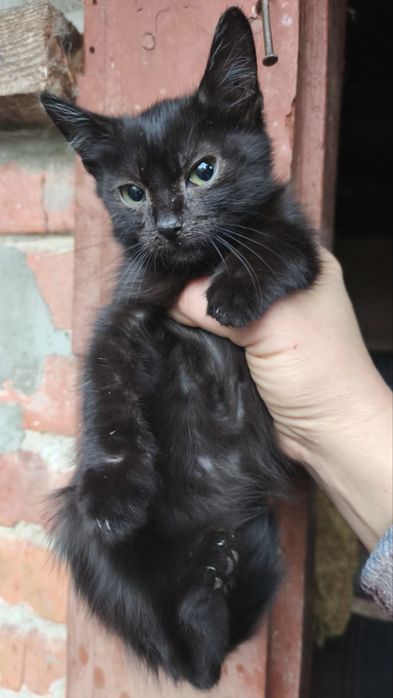 Кошенятко хлопчик