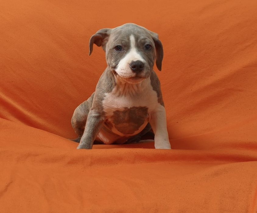 Fêmea American pitbull blue nose