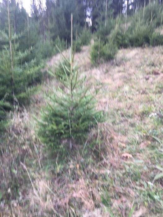 Смерека єль ялина туї бук клен мудрина ялинка