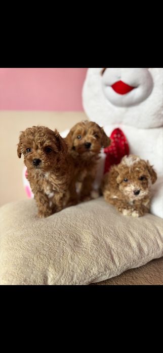 Мальтипу мальтіпу