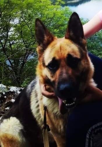 Німецька вівчарка