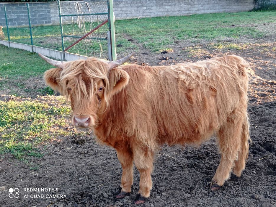 Bydło highland catlle