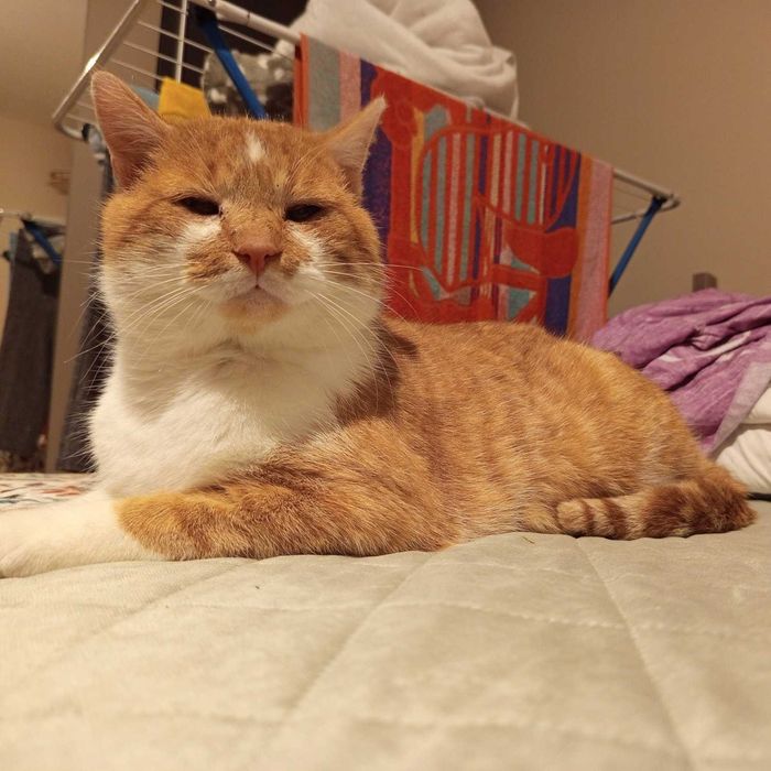 rudy kotek szuka domku