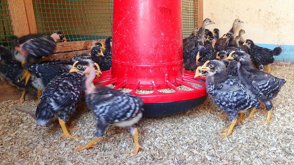 Pintos/ovos de pedres portuguesa