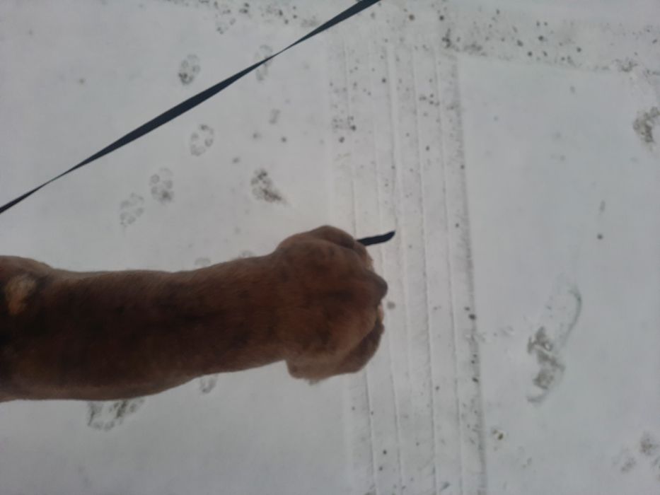 Chart greyhound suka