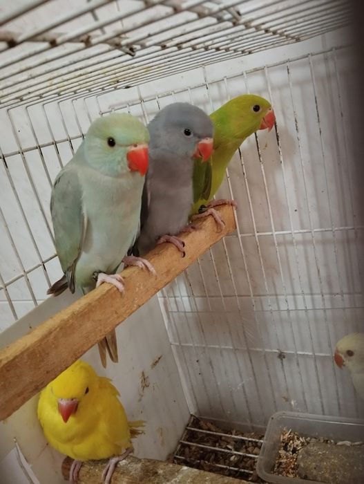 Ring necks novos, adultos e criados a mão