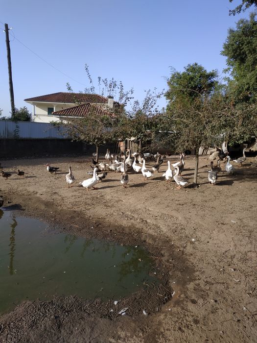 Gansos, patos e garnizas