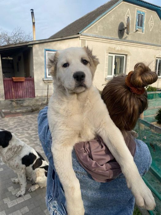 Продам Середньоазіатську вівчарку(Алабай)