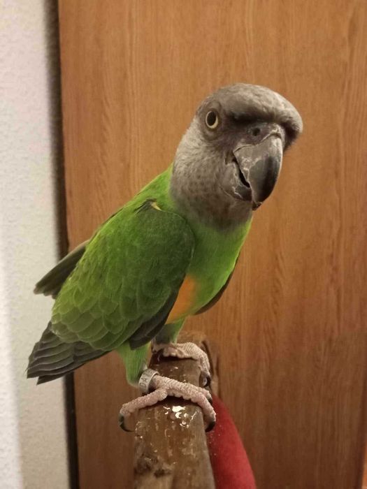 Várias aves disponível